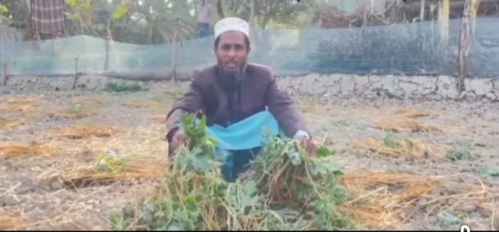 রাতের আঁধারে তরমুজ ক্ষেত লন্ডভন্ড, ২ বিঘা জমির চারা উপড়ে ফেলেছে দুর্বৃত্তরা