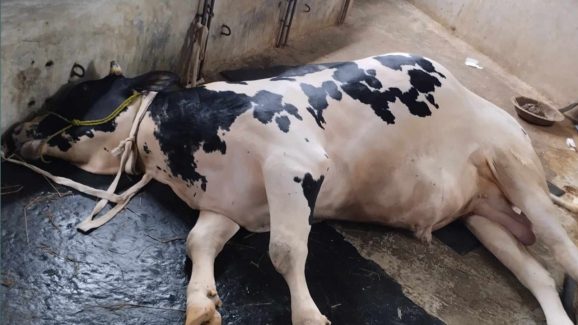 সাতক্ষীরায় জ্বালানি তেল সংকটে হুমকির মুখে প্রাণিসেবা কার্যক্রম