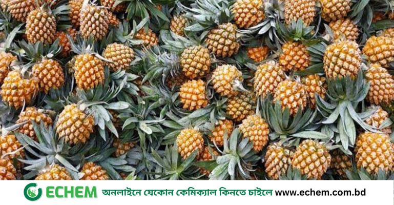 মধুপুরের আনারস: স্থানীয় শিকড়, বৈশ্বিক ডানা