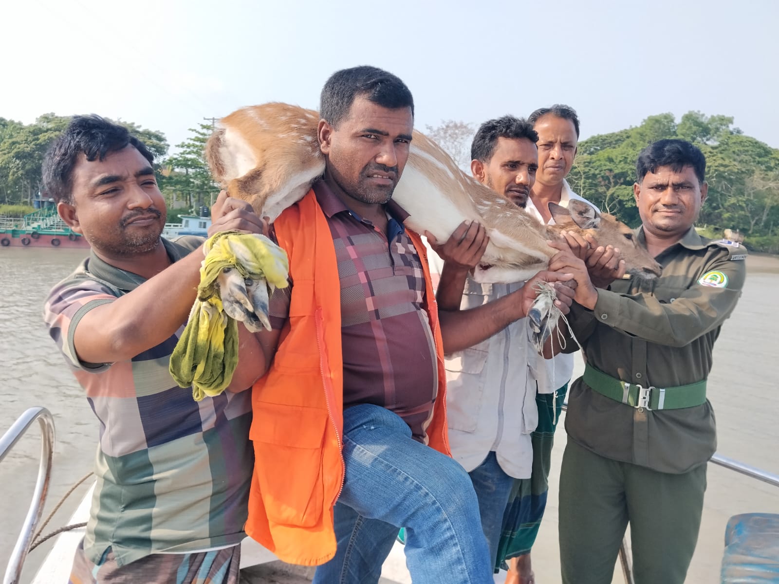 সুন্দরবনের হরিণ লোকালয়ে অতঃপর বনে অবমুক্ত