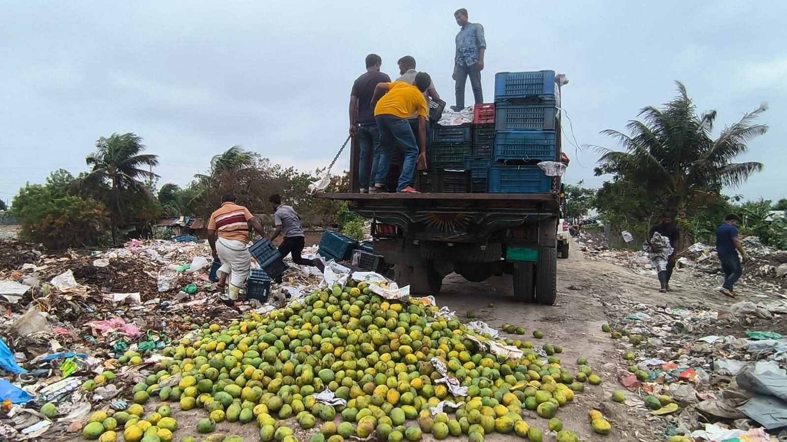 সাতক্ষীরায় ট্রাকে ভর্তি ৮৭৭৫ কেজি অপরিপক্ক গোবিন্দভোগ আম জব্দ, গাড়ির চাকায় পিষে বিনষ্ট