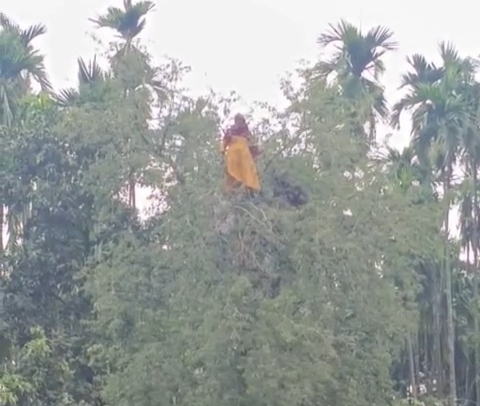 কুড়িগ্রামে তেঁতুল গাছের মগডালে  নারী, ফায়ার সার্ভিস গাড়ি  দেখে পুকুরে লাফ