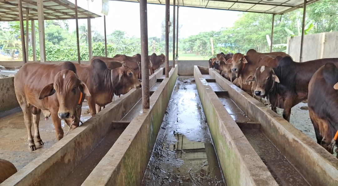 নোয়াখালীতে চাহিদার তুলনায় অতিরিক্ত কোরবানির পশু প্রস্তুত