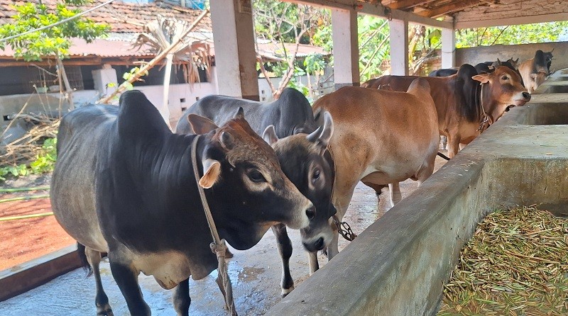 কুরবানির জন্য সাতক্ষীরায় এক লাখ গবাদি পশু প্রস্তুত, চাহিদার চেয়ে ১৮ হাজার বেশি